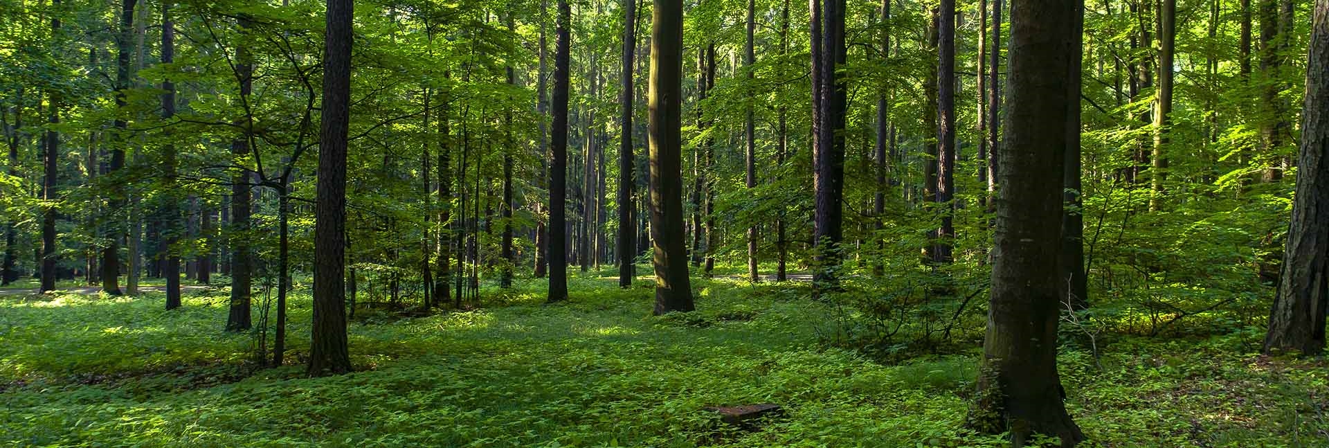 ormanları koruyalım ile ilgili görsel sonucu