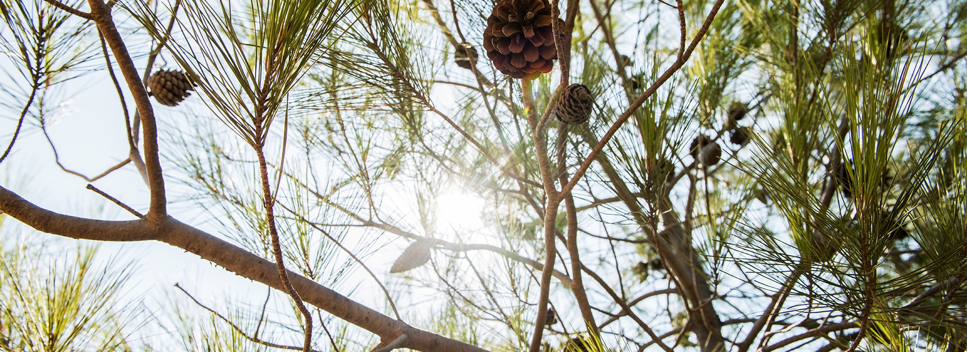 ege orman vakfi online fidan bagisi agac fidan koru ve orman agaclandirma projeleri karbonmetre